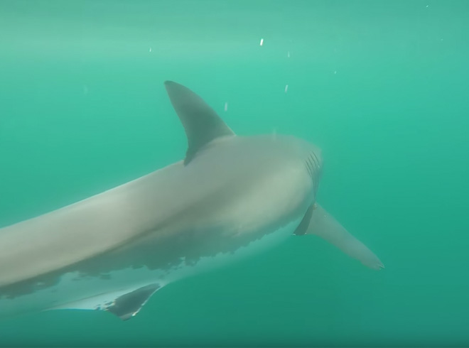 great white meets whale off ny