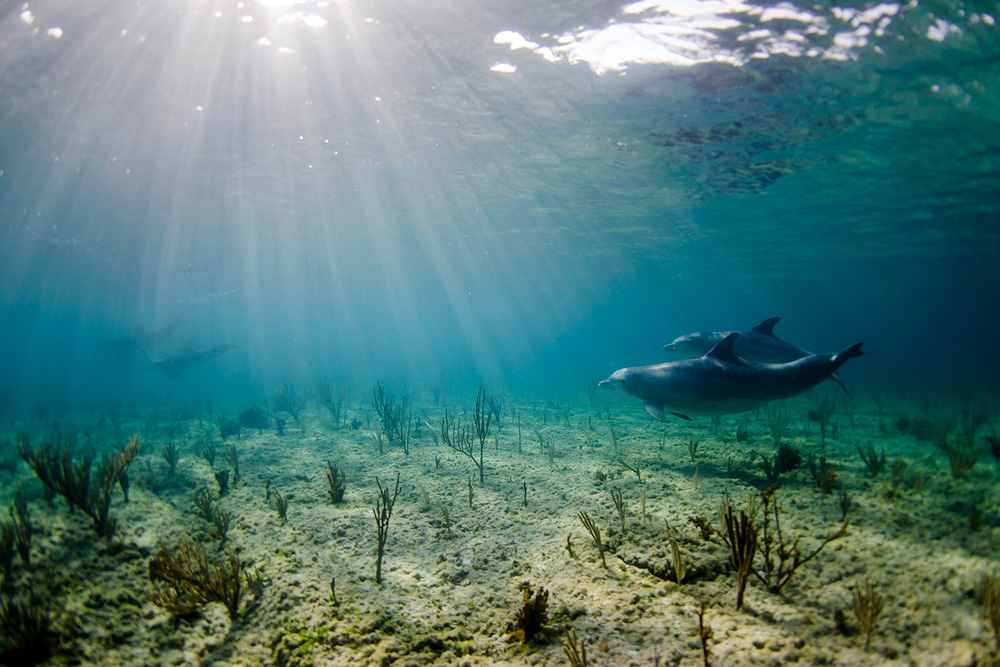 Environmental Groups Fight To Halt Seismic Airgun Testing In The Atlantic